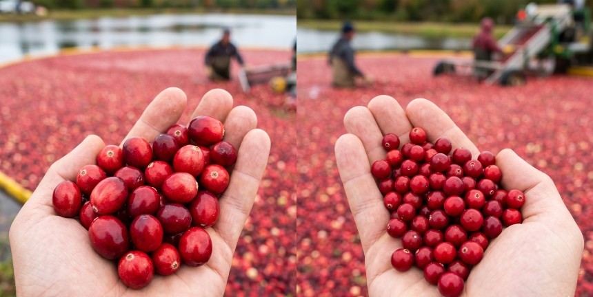 Cranberry vs. Preiselbeere Unterschied Grizly