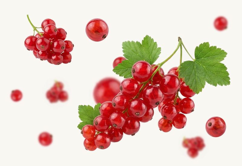 Frische Johannisbeeren