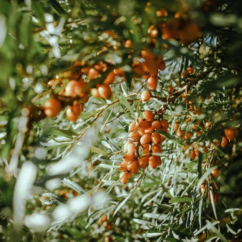 Mariendistel und Sanddorn Supplement Grizly