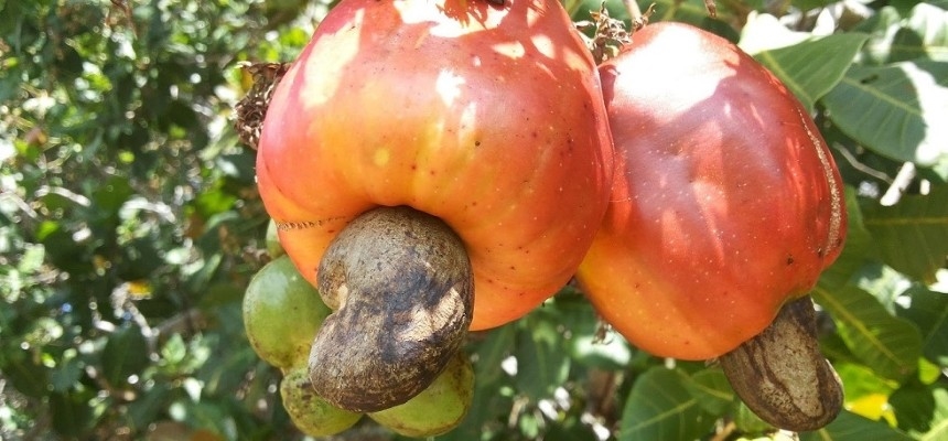 Cashews: Woher kommen sie und wie wachsen sie?
