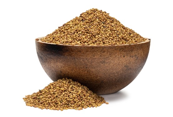 Alfalfa BIO Keimsaat