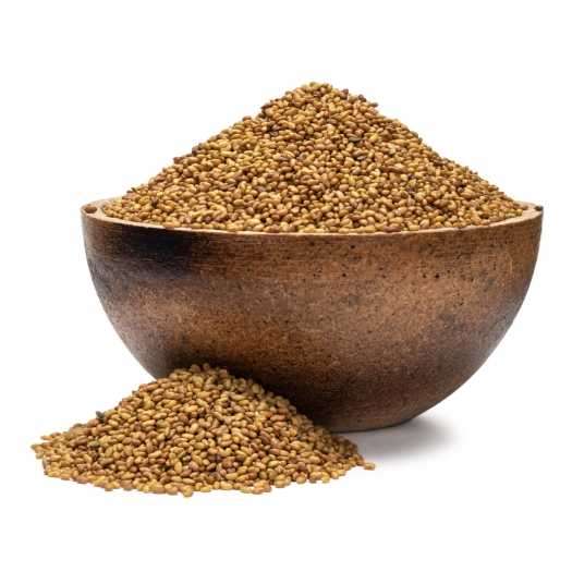 Alfalfa BIO Keimsaat