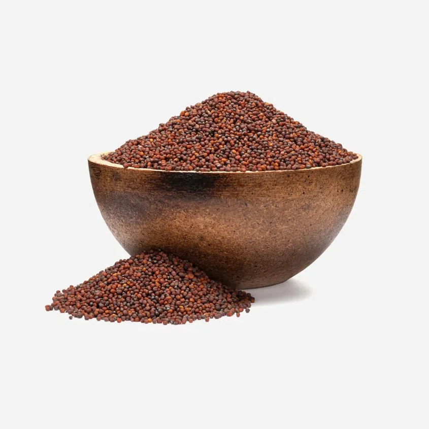 Brokkoli BIO Keimsaat