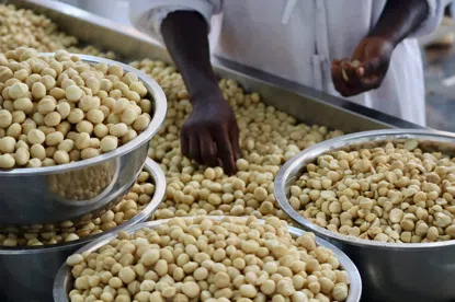 Macadamia Nüsse halbiert